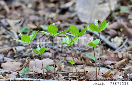 ヒトリシズカ ヒトリシズカ 78375538