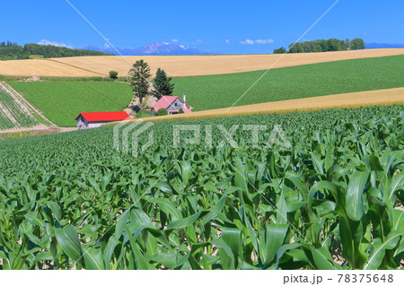 【北海道】大空の下の赤い屋根のある丘（美瑛） 78375648