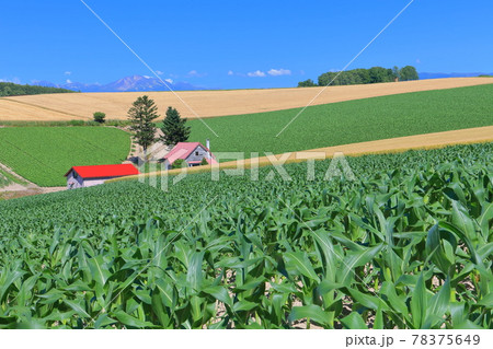 【北海道】大空の下の赤い屋根のある丘(美瑛) 【北海道】大空の下の赤い屋根のある丘(美瑛) 78375649