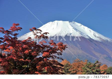 快晴、雪をかぶった富士山をバックに山中湖紅葉祭りのモミジを撮る 78375697