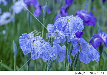 乙戸水生植物園の花菖蒲 乙戸水生植物園の花菖蒲 78375841