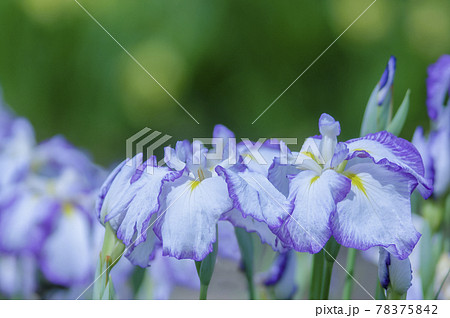 乙戸水生植物園の花菖蒲 乙戸水生植物園の花菖蒲 78375842