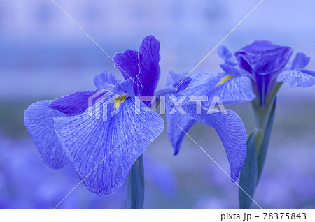乙戸水生植物園の花菖蒲 乙戸水生植物園の花菖蒲 78375843