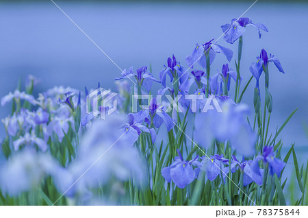 乙戸水生植物園の花菖蒲 乙戸水生植物園の花菖蒲 78375844