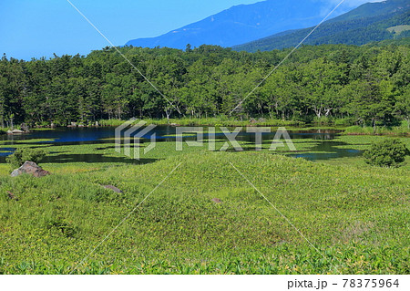 【北海道】晴天下の知床五湖 78375964