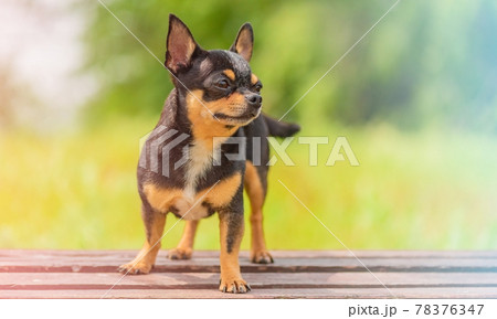 Purebred Chihuahua dog black and tan color on a background of green foliage. Photo with soft focus. 78376347
