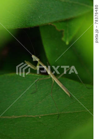 茂みにひそむカマキリの子供 78376480