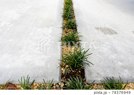 コンクリートの駐車場の目地に植えこんだ玉竜 竜のひげ の写真素材
