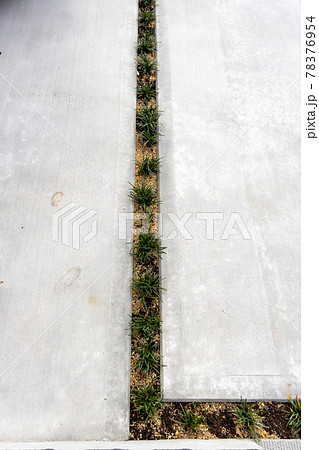 コンクリートの駐車場の目地に植えこんだ玉竜 竜のひげ の写真素材