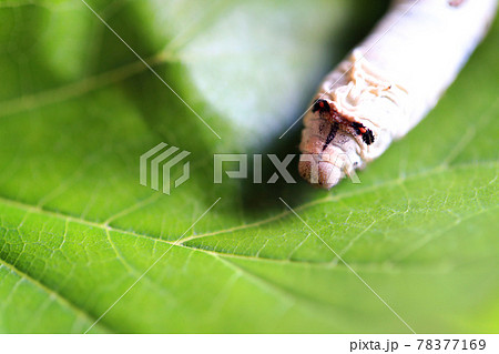 桑の葉を食べる蚕の幼虫 78377169