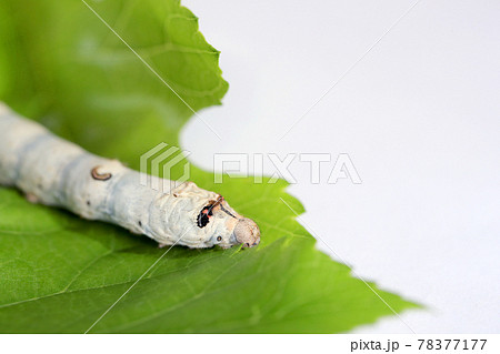 桑の葉を食べる蚕の幼虫 桑の葉を食べる蚕の幼虫 78377177