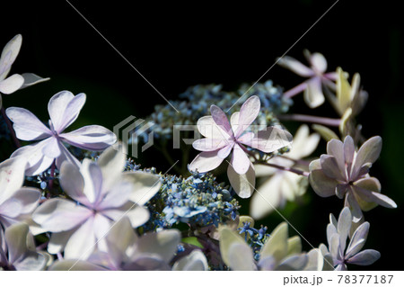 黒背景の薄紫色のアジサイ 黒背景の薄紫色のアジサイ 78377187