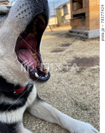あくびをする柴犬 あくびをする柴犬 78377424