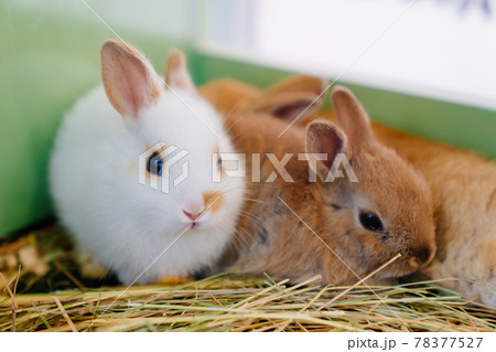 little rabbits in cage on straw. selling pets in a pet store. little rabbits in cage on straw. selling pets in a pet store. 78377527