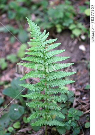 Male fern single frond 78377557
