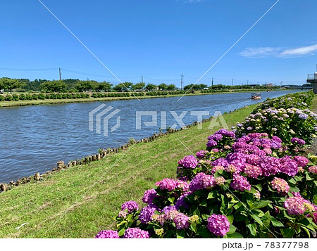 千葉県多古町 6月 78377798