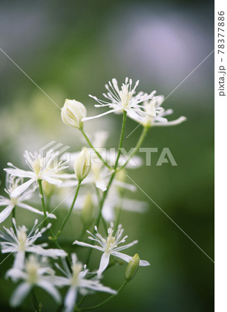 立ち上がった茎に咲くセンニンソウの花1 立ち上がった茎に咲くセンニンソウの花1 78377886