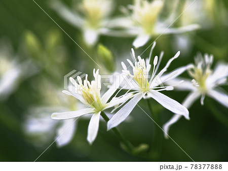 低いところに咲くセンニンソウの花1 低いところに咲くセンニンソウの花1 78377888