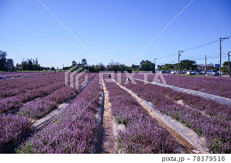 花 フラワー お花 78379516