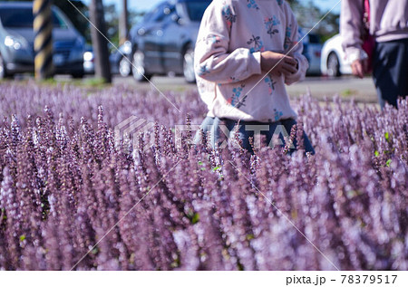 花 フラワー お花 78379517