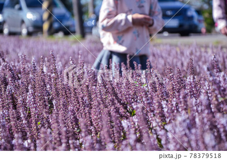 花 フラワー お花 78379518