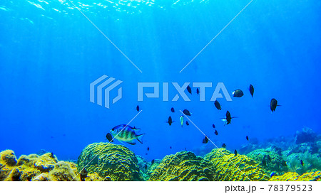 沖縄　渡嘉敷島の水中写真 78379523