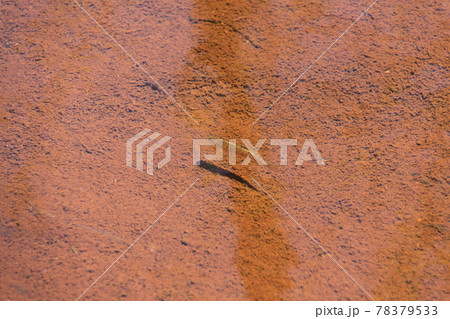 水中の淡水魚（田代池）　撮影場所：上高地、田代池（長野県） 78379533