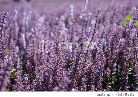 花 フラワー お花 78379535