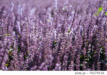 花 フラワー お花 78379536