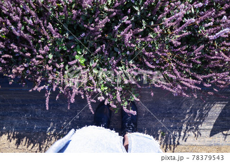 花 フラワー お花 78379543