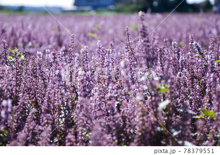 花 フラワー お花 78379551