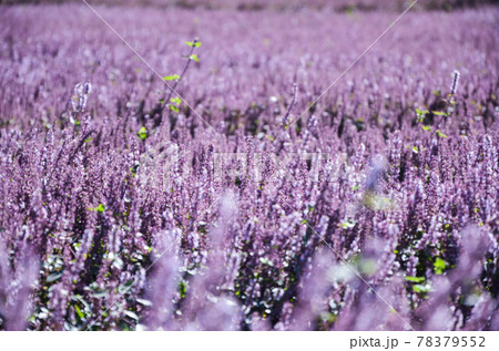 花 フラワー お花 78379552