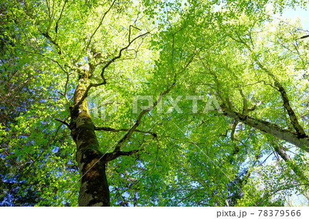 青空に映える新緑に囲まれた尾瀬の森 78379566
