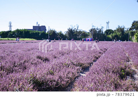 花 フラワー お花 78379621
