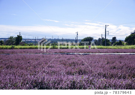 花 フラワー お花 78379643