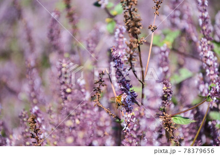 花 フラワー お花 78379656