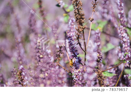 花 フラワー お花 78379657