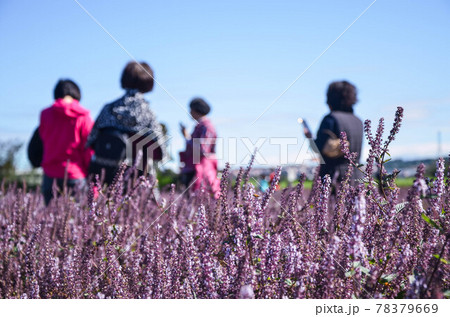 花 フラワー お花 78379669