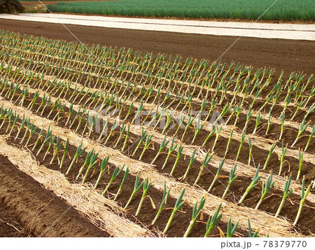 初夏の朝の葱畑風景 78379770