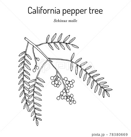 California pepper tree, or Peruvian peppertree Schinus molle California pepper tree, or Peruvian peppertree Schinus molle 78380669