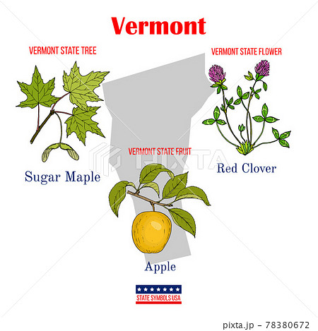 Vermont. Set of USA official state symbols 78380672