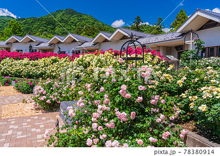 (山梨県) 富士川クラフトパーク バラ園 (香りのガーデン) (山梨県) 富士川クラフトパーク バラ園 (香りのガーデン) 78380914