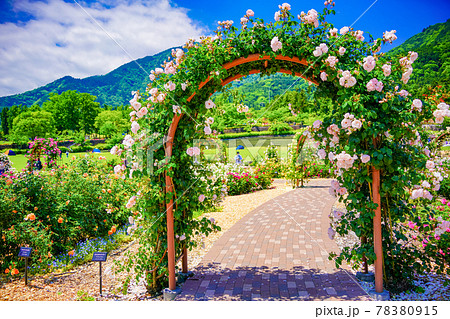 (山梨県) 富士川クラフトパーク バラ園 (香りのガーデン) (山梨県) 富士川クラフトパーク バラ園 (香りのガーデン) 78380915