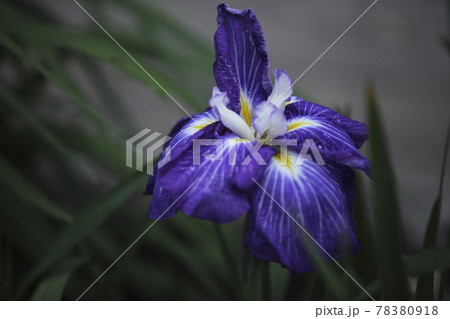 玉名市 高瀬 花菖蒲、 玉名市 高瀬 花菖蒲、 78380918