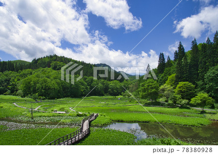 初夏のたきがしら湿原 初夏のたきがしら湿原 78380928