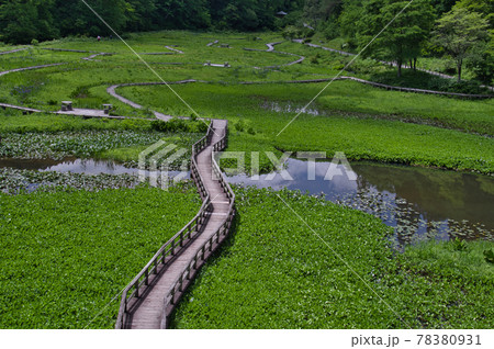 初夏のたきがしら湿原 初夏のたきがしら湿原 78380931