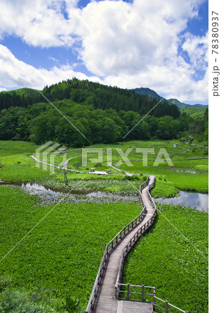 初夏のたきがしら湿原 初夏のたきがしら湿原 78380937