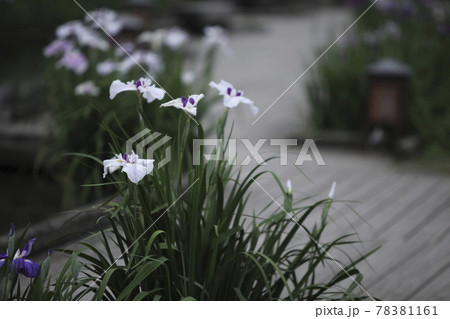 玉名市　高瀬　花菖蒲、 78381161