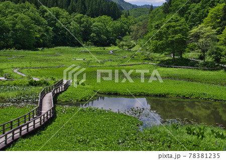 初夏のたきがしら湿原 初夏のたきがしら湿原 78381235