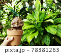 鉢から顔を出すマンドレイクの赤ちゃん 78381263